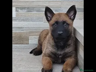 Pastor Belga Malinois perros Pastor Belga malinois - Anuncio 2