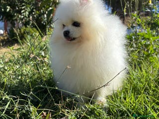 Pomerania perros Pomeranias macho y hembra disponible!! - Anuncio 2