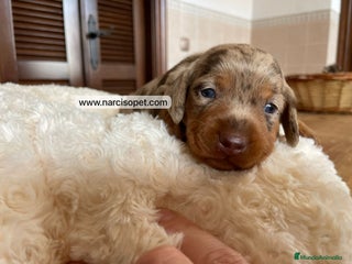 Teckel Miniatura perros en Asturias - Anuncio 31