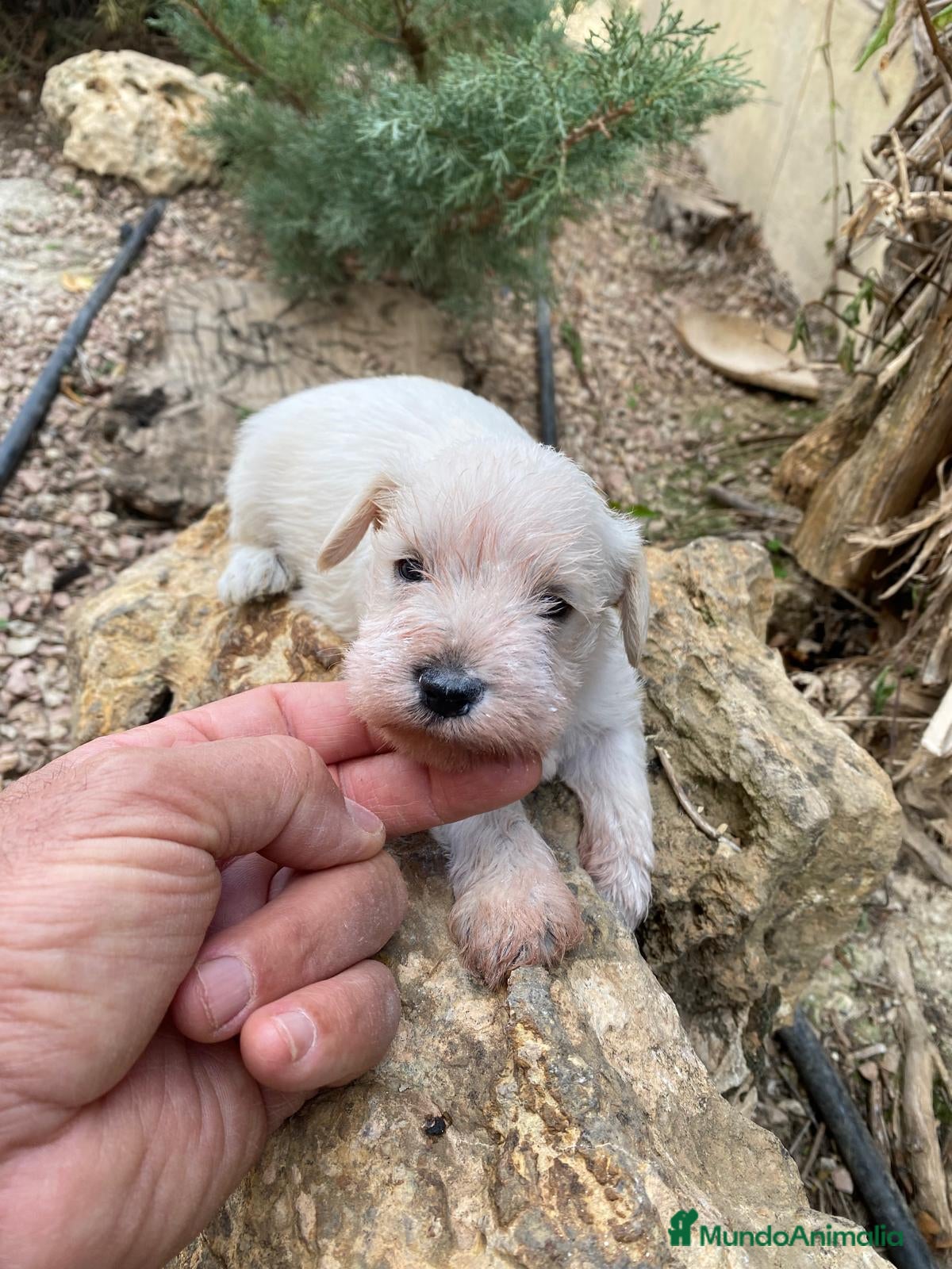 Schnauzer Miniatura perros Schnauzer blanco mini  en Segovia - Anuncio 8