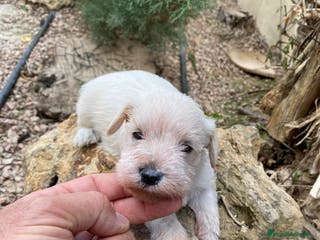 Schnauzer Miniatura perros Schnauzer blanco mini en Segovia - Anuncio 1