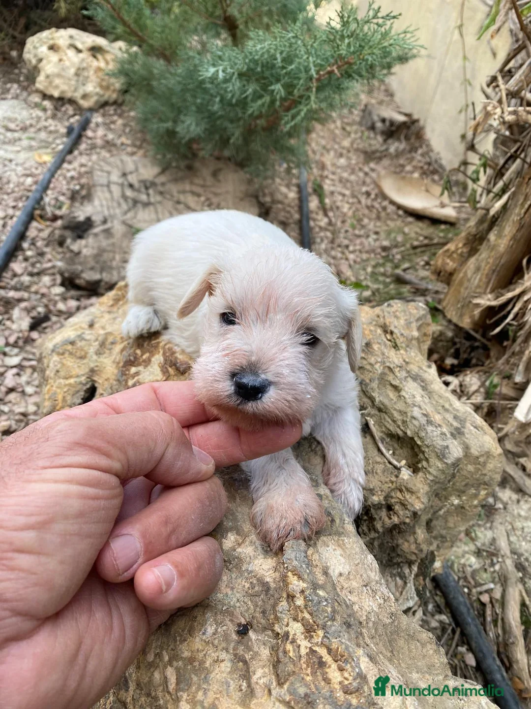 Schnauzer Miniatura perros en venta: Schnauzer blanco mini  en Segovia - Anuncio 1