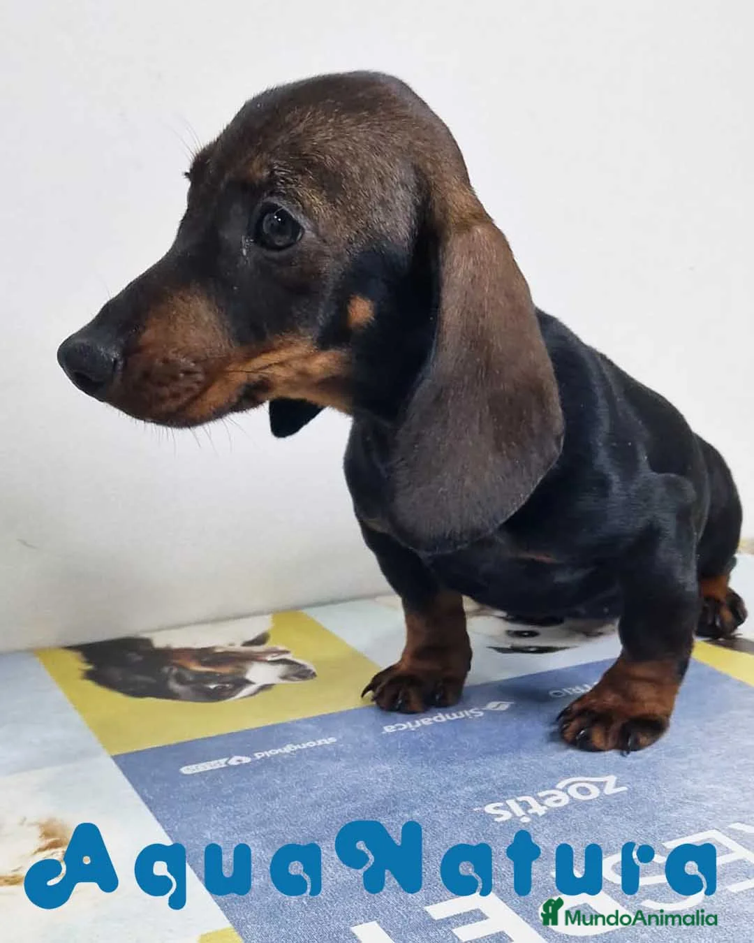 Teckel perros en venta: Teckel Hembra 9966 - AQUANATURA en Barcelona - Anuncio 3