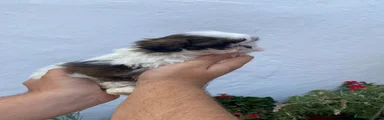 Shih Tzu 2