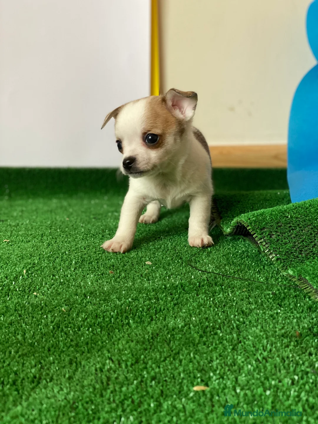 Chihuahua perros en venta: Puppy chihuahua !  en Ciudad Real - Anuncio 3