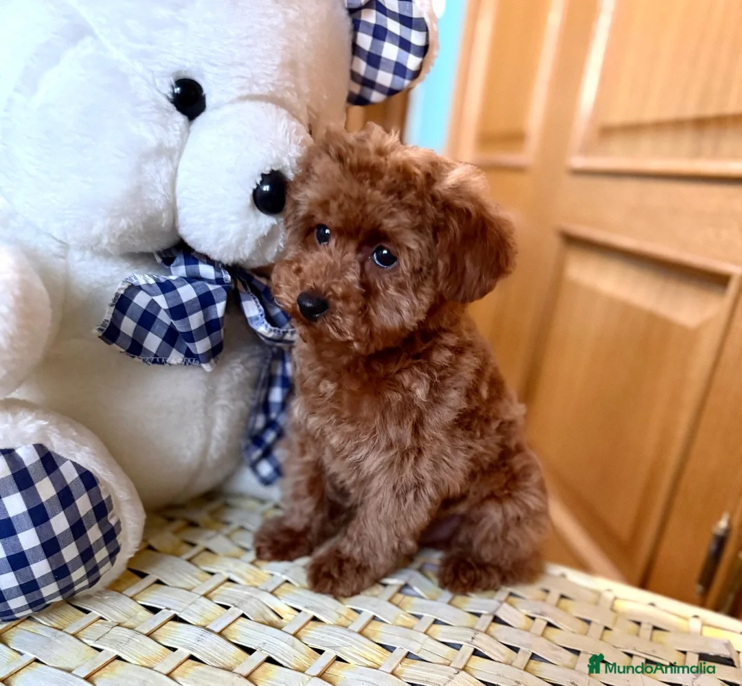 Caniche Toy perros en venta: Caniche toy listo para entregar !!! - Anuncio 2