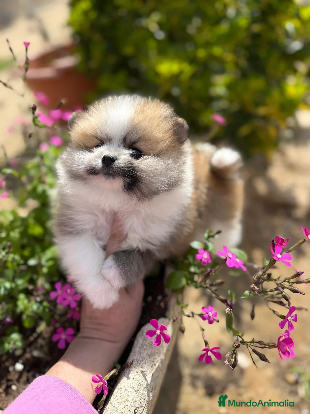 Pomerania perros en venta: Pomerania toy macho tricolor  - Anuncio 6