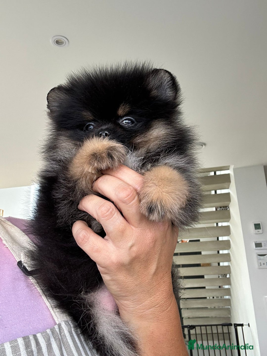 Pomerania perros en venta: Lulú de pomerania  - Imagen 2