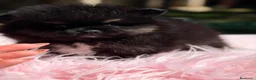 Pomerania perros en venta: POMERANIA TOY HEMBRA - Anuncio 3