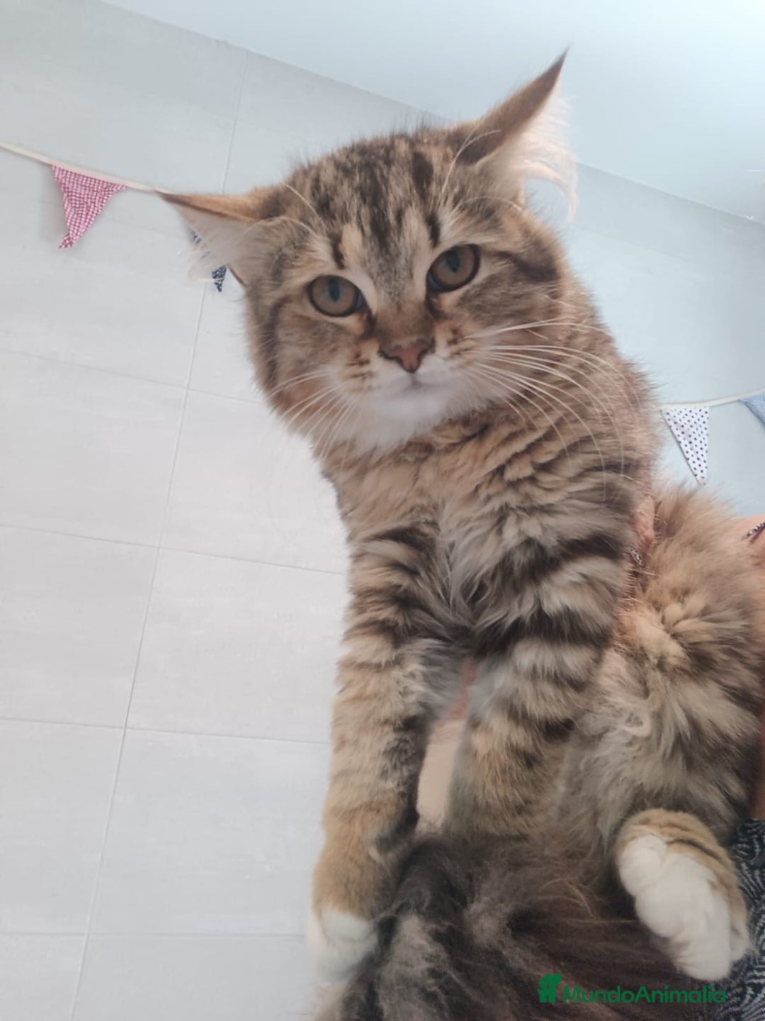 Siberiano gatos en venta: Gatitos Siberianos Hipoalergénicos - Imagen 7