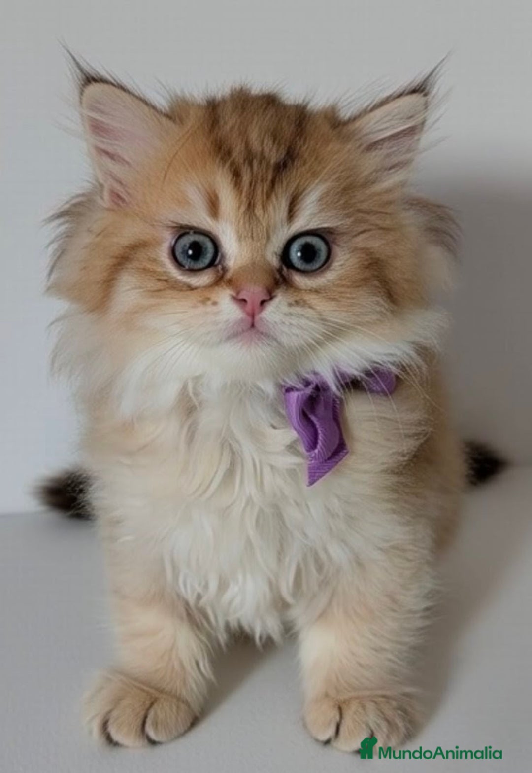 Británico de Pelo Largo gatos en venta:  2gatitos color exclusivo british golden longhair  - Anuncio 2