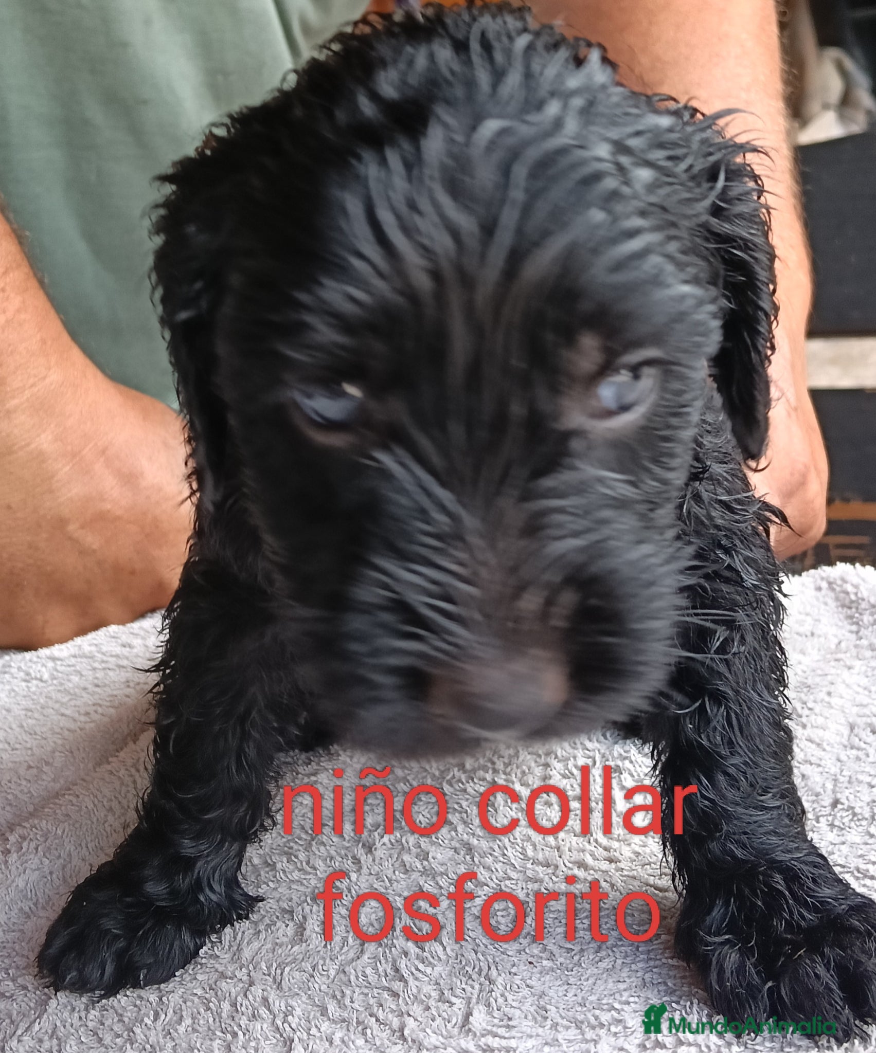 Labradoodle perros en venta: Labradoodles - Anuncio 9