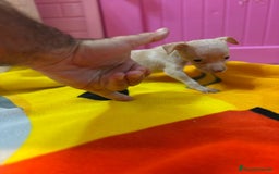 Ratón de Praga perros en venta: Ratón de Praga  - Imagen 9