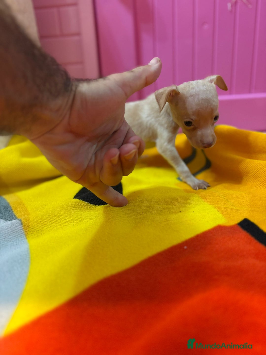Ratón de Praga perros en venta: Ratón de Praga  - Imagen 9