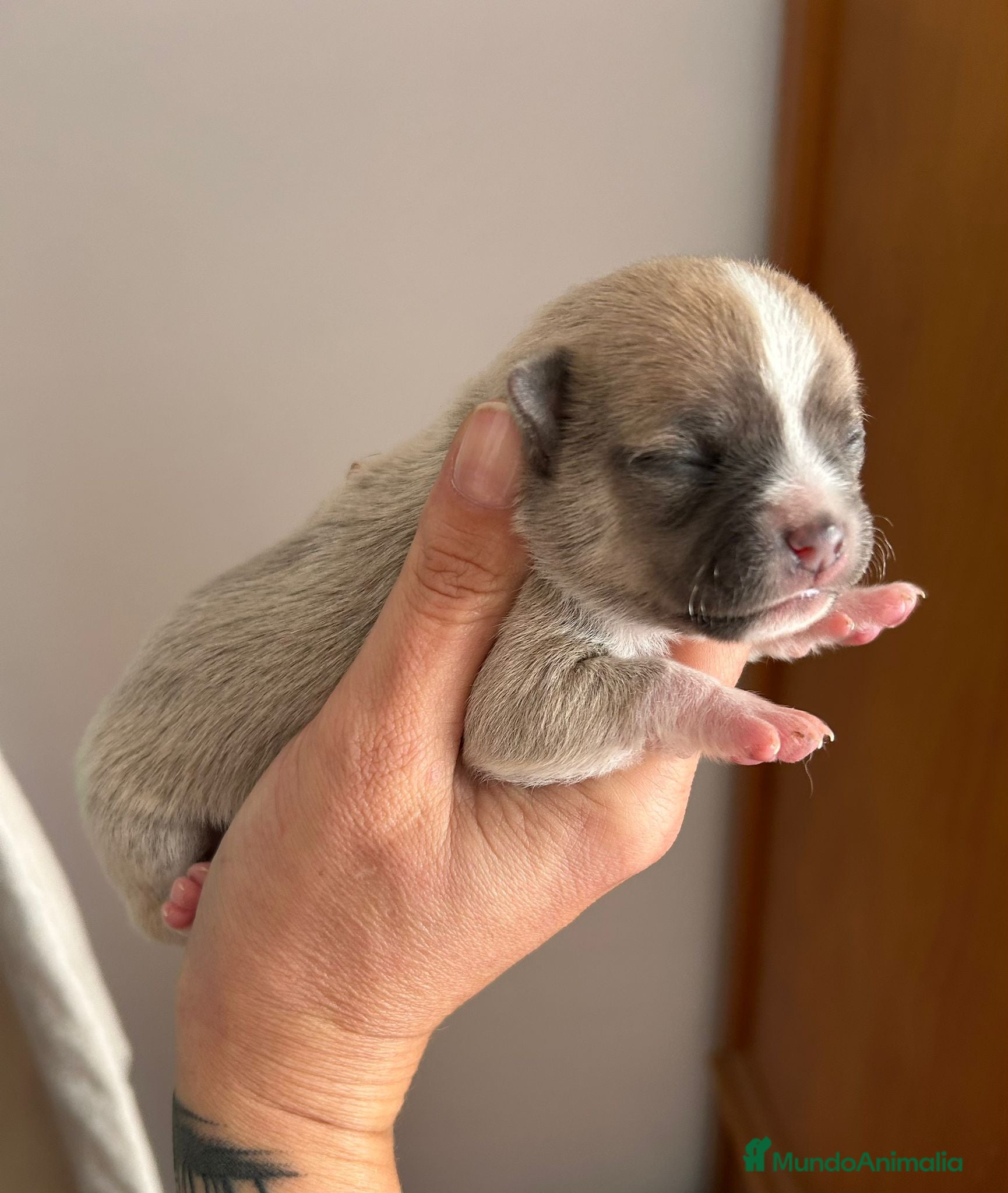 Chihuahua perros Chihuahua - Anuncio 1