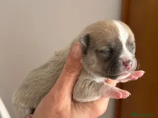 Chihuahua perros Chihuahua - Anuncio 1