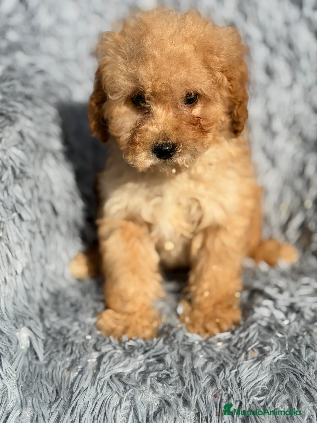 Maltipoo perros en venta: Maltipoo macho Toy  - Anuncio 6