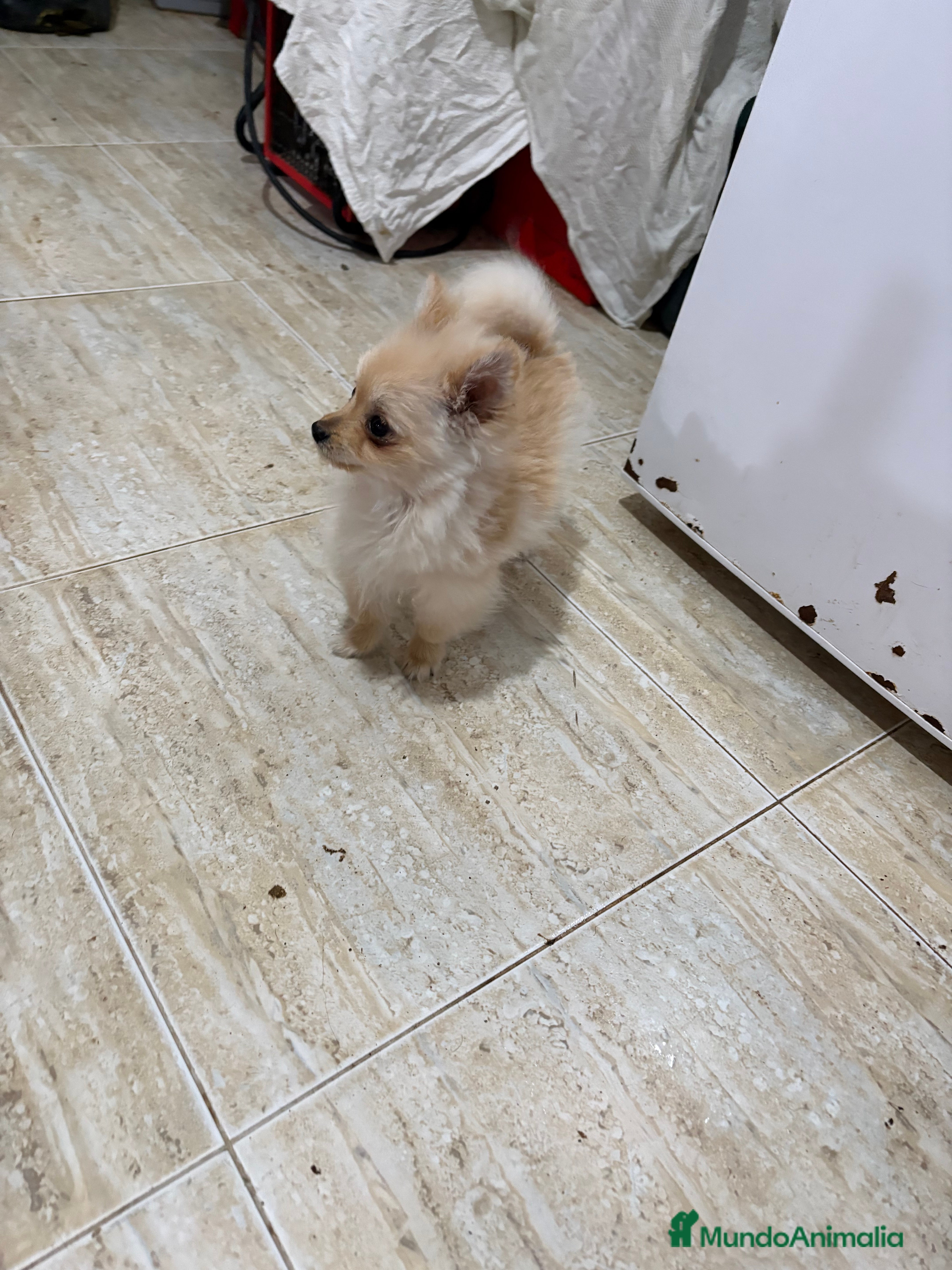 Pomerania perros Pomerania micro Toy 7 meses 790gramos  - Anuncio 2
