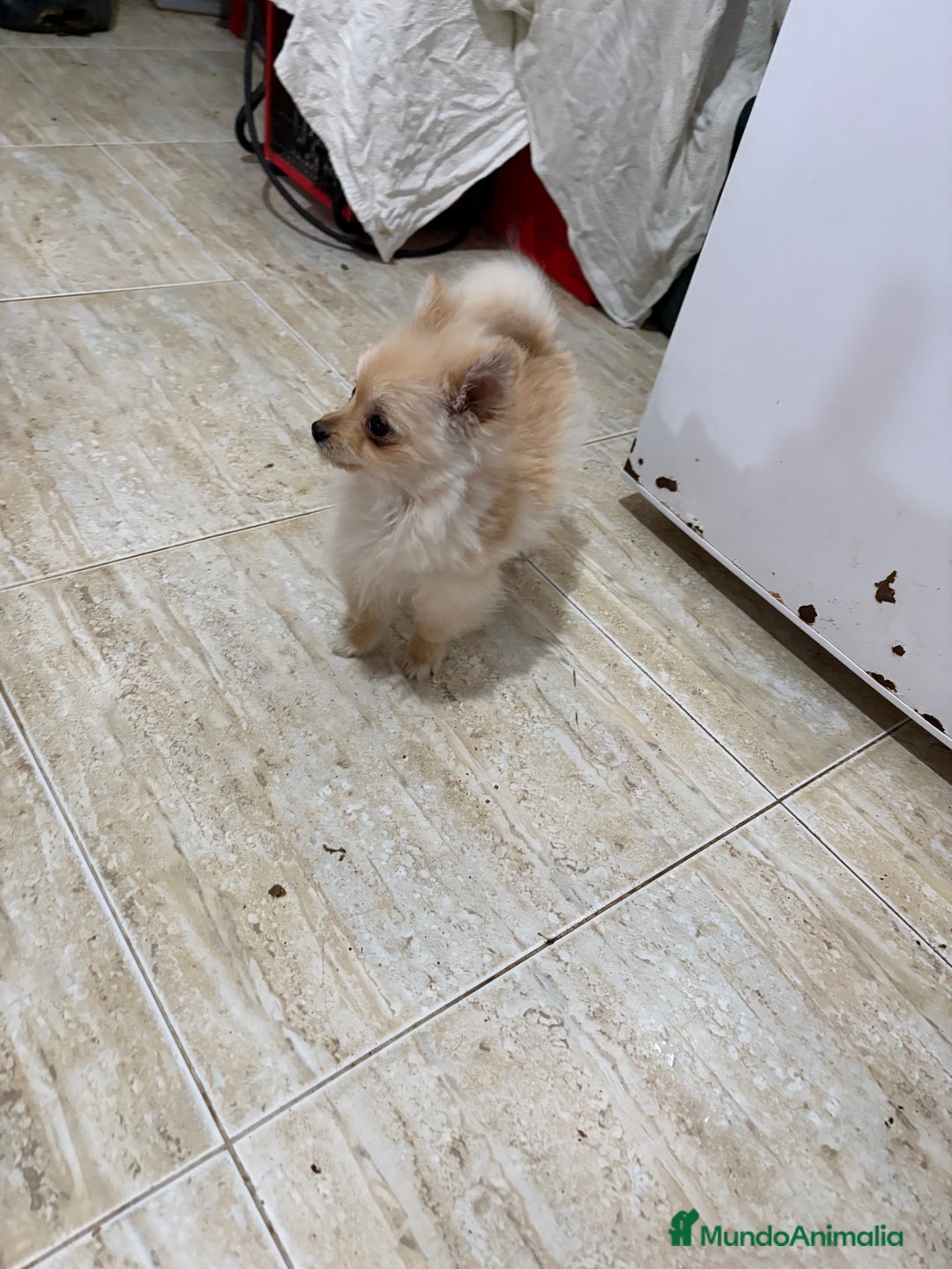 Pomerania perros en venta: Pomerania micro Toy 7 meses 790gramos  - Anuncio 1