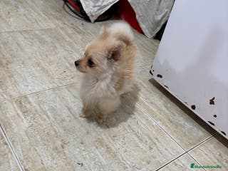 Pomerania perros Pomerania micro Toy 7 meses 790gramos - Anuncio 17