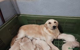 Golden Retriever perros en venta: Gran Camada de Golden Retriever - Imagen 7