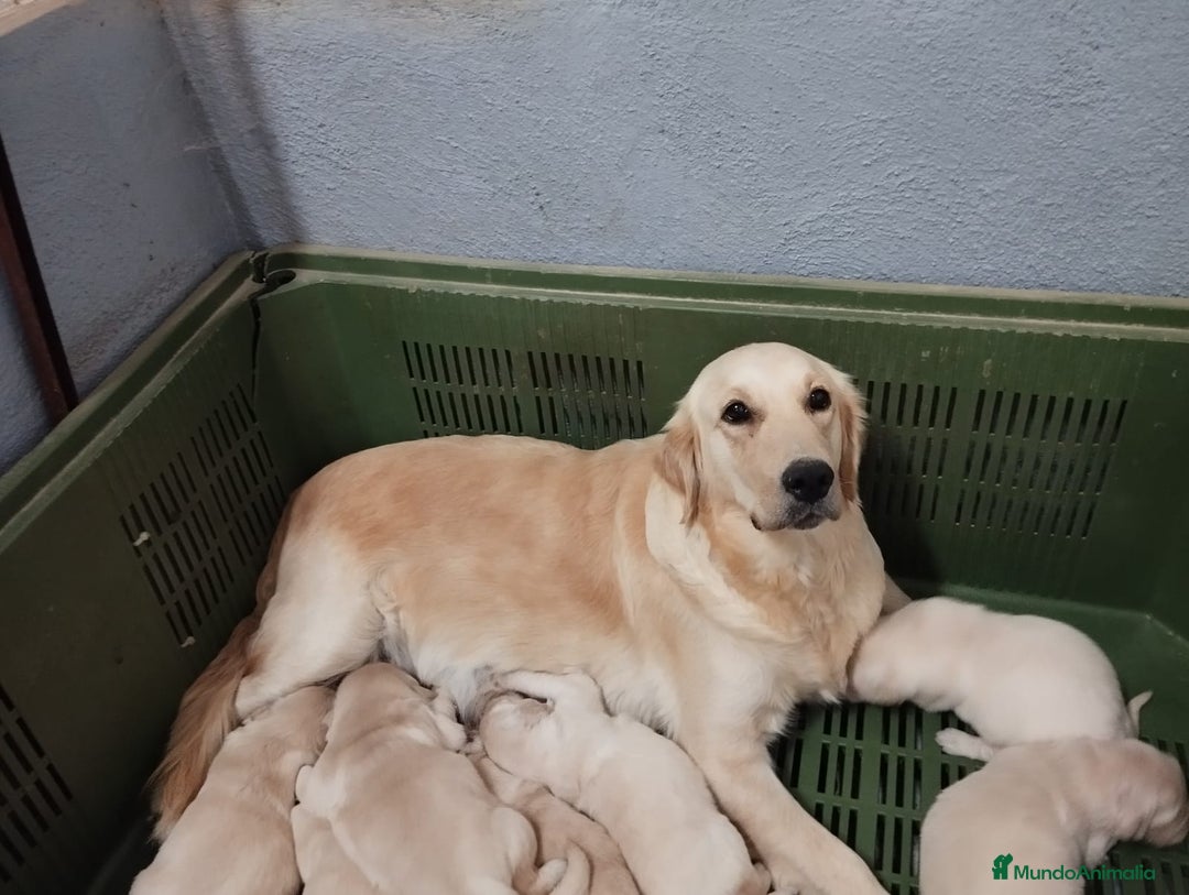 Golden Retriever perros en venta: Gran Camada de Golden Retriever - Imagen 7