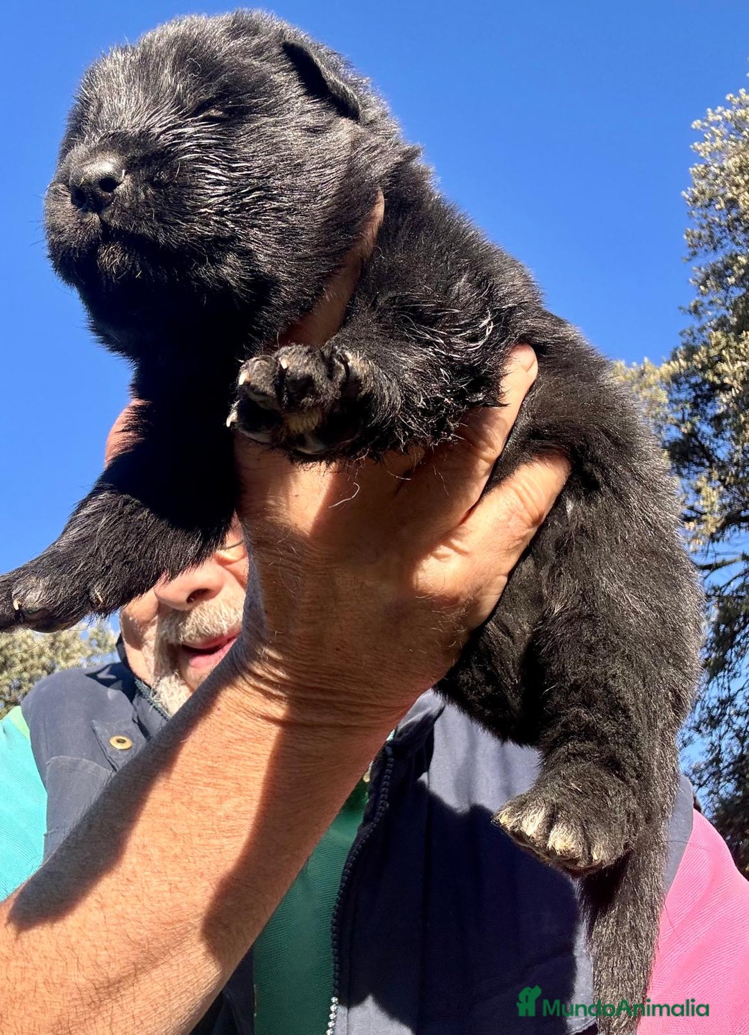 Pastor Alemán perros en venta: Pastor alemán belleza  - Anuncio 9
