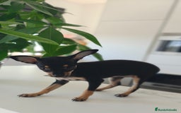 Pinscher Miniatura perros en venta: Mini pinchers  - Imagen 4