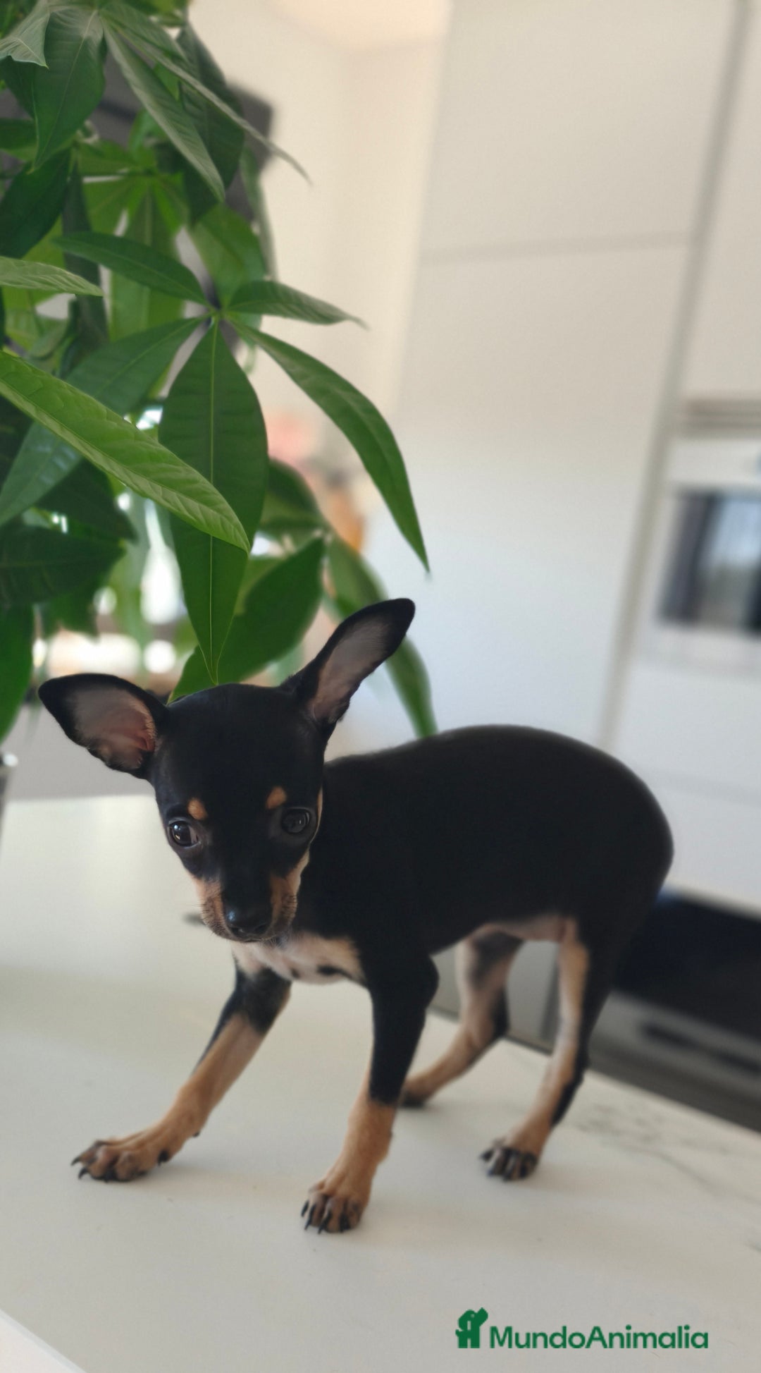 Pinscher Miniatura perros en venta: Mini pinchers  - Imagen 4