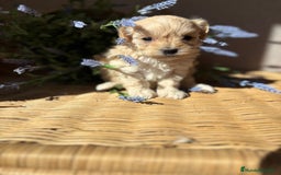 Maltipoo perros en venta: Maltipoo de caramelo hembra disponible  - Imagen 2