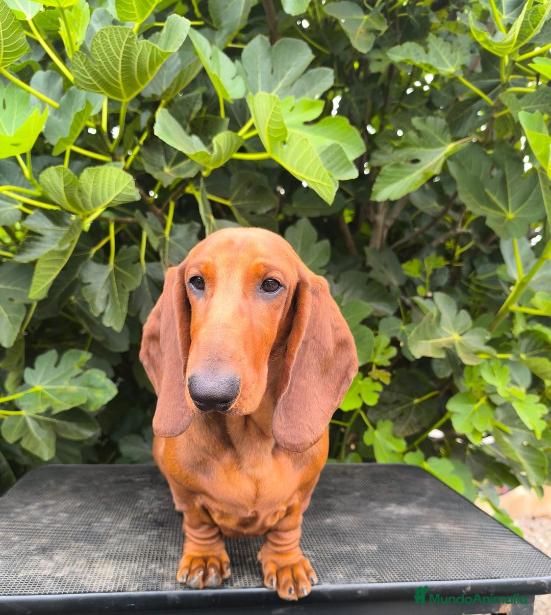 Teckel perros en venta: Teckel Standard en Canarias  - Imagen 2