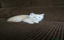 Británico de Pelo Corto gatos en venta: Gatcot.com - Imagen 4