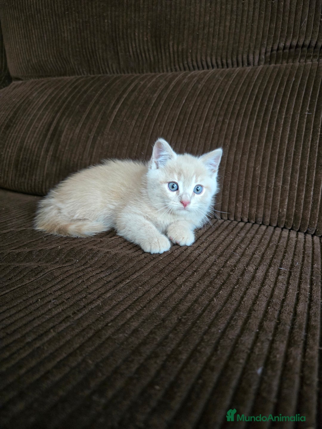 Británico de Pelo Corto gatos en venta: Gatcot.com - Imagen 4