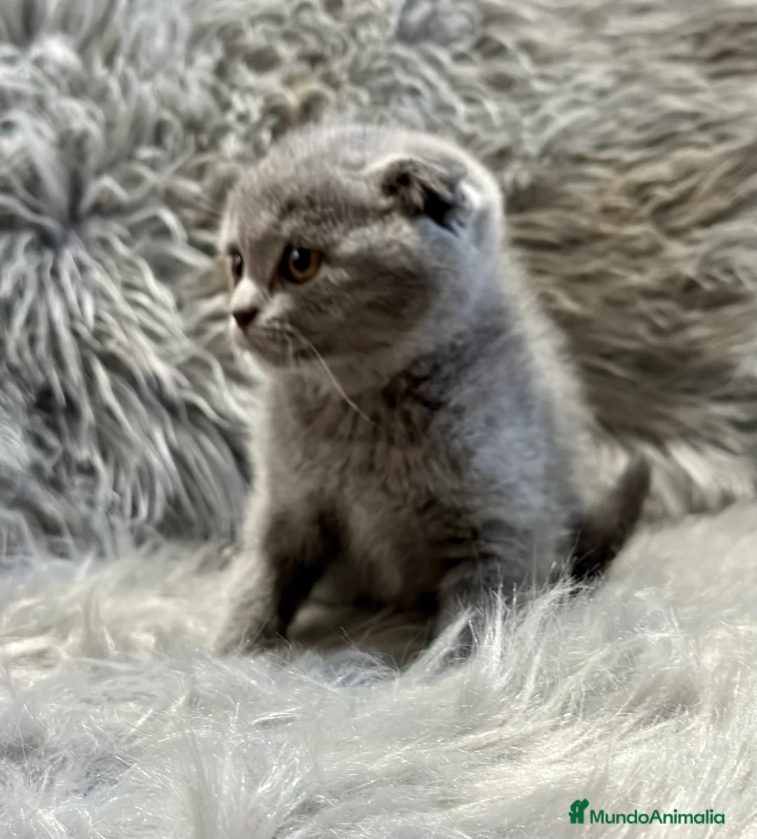 Scottish Fold gatos en venta: SCOTTISH FOLD en Barcelona - Anuncio 2