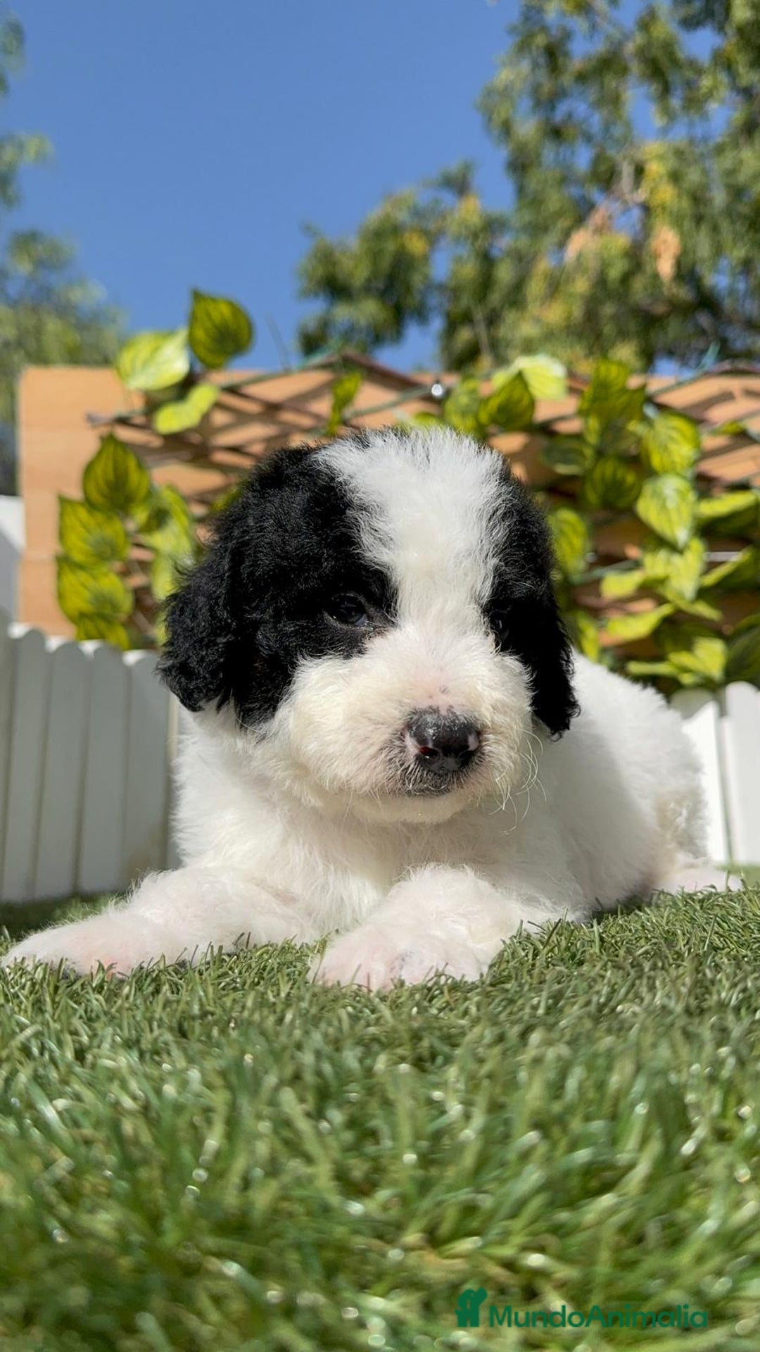 Perro de Agua Español perros en venta: PERRO DE AGUA ESPAÑOL MACHO - Imagen 2