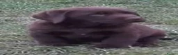 Labrador Retriever perros en venta: labrador chocolate  - Anuncio 1