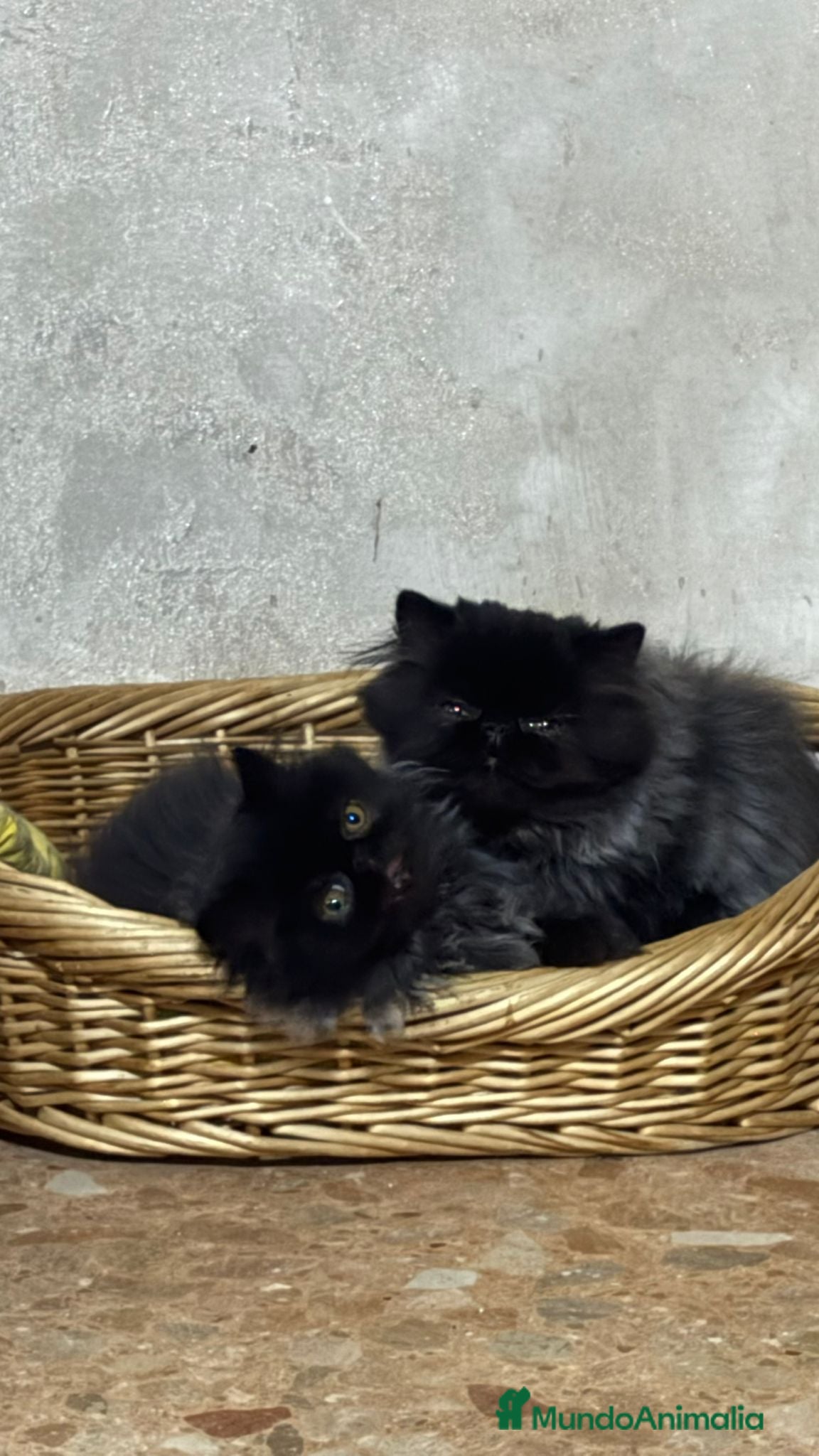 Persa gatos Gc ch  ich - Anuncio 1