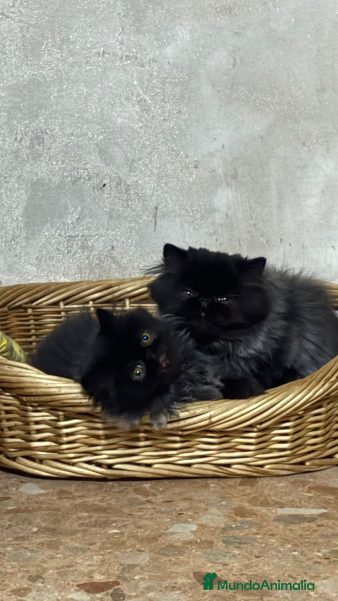 Persa gatos en venta: Gc ch  ich - Anuncio 1