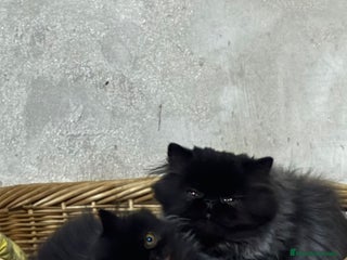 Persa gatos Gc ch ich - Anuncio 1