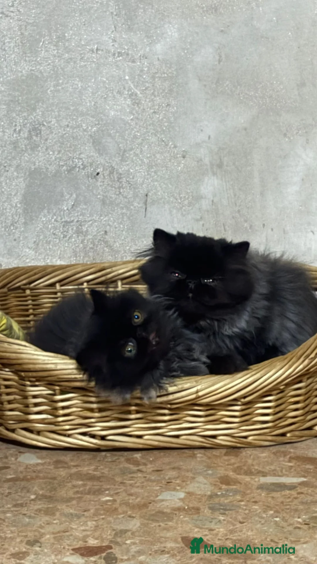 Persa gatos en venta: Gc ch  ich - Anuncio 1