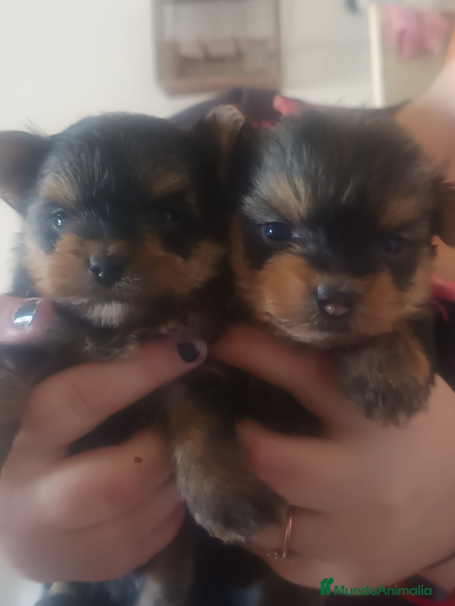 Yorkshire Terrier perros Yorkshire terrier toy - Anuncio 30