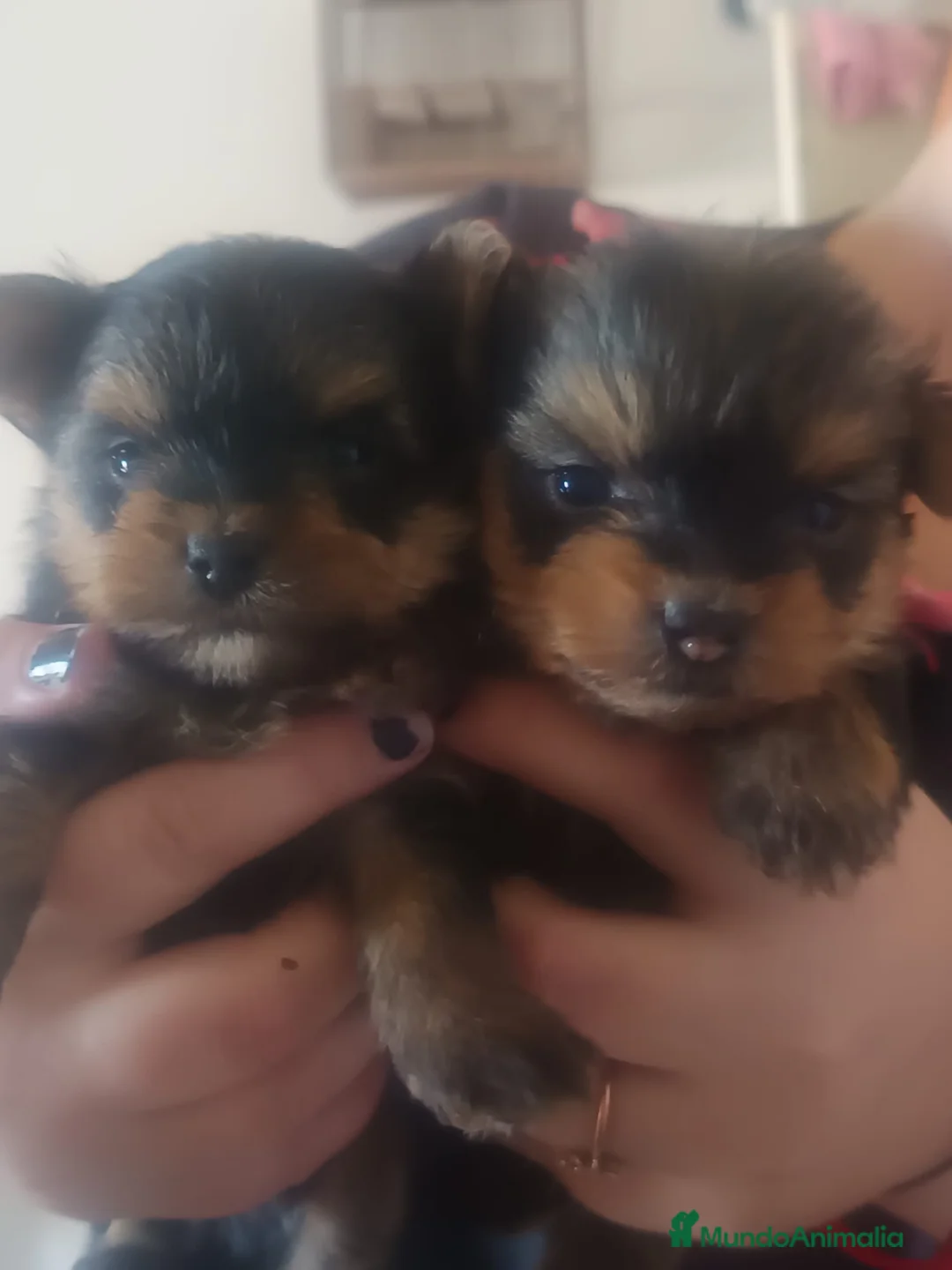 Yorkshire Terrier perros en venta: Yorkshire terrier toy - Anuncio 1
