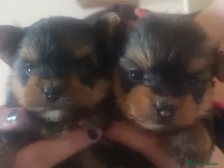 Yorkshire Terrier perros Yorkshire terrier toy - Anuncio 32