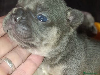 Bulldog Francés perros Bulldog - Anuncio 2