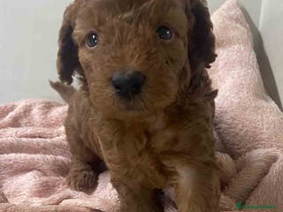 Caniche Mediano perros Caniche Hembra de Barbie y Can AQUANATURA - Anuncio 2