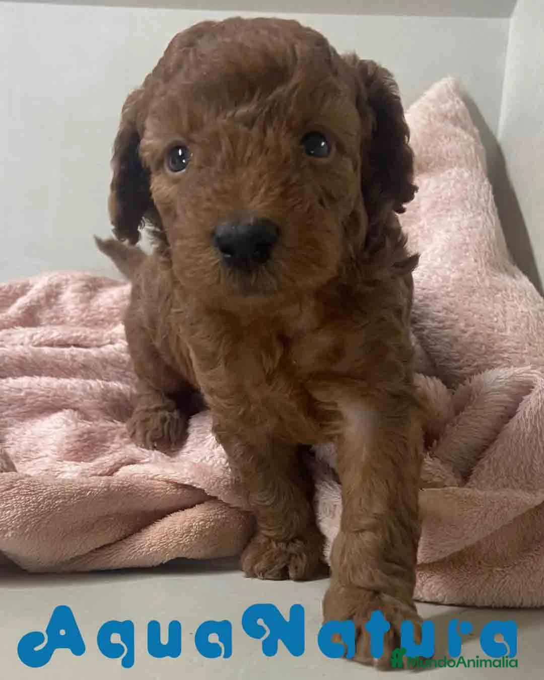 Caniche Mediano perros en venta: Caniche Hembra de Barbie y Can AQUANATURA - Anuncio 1