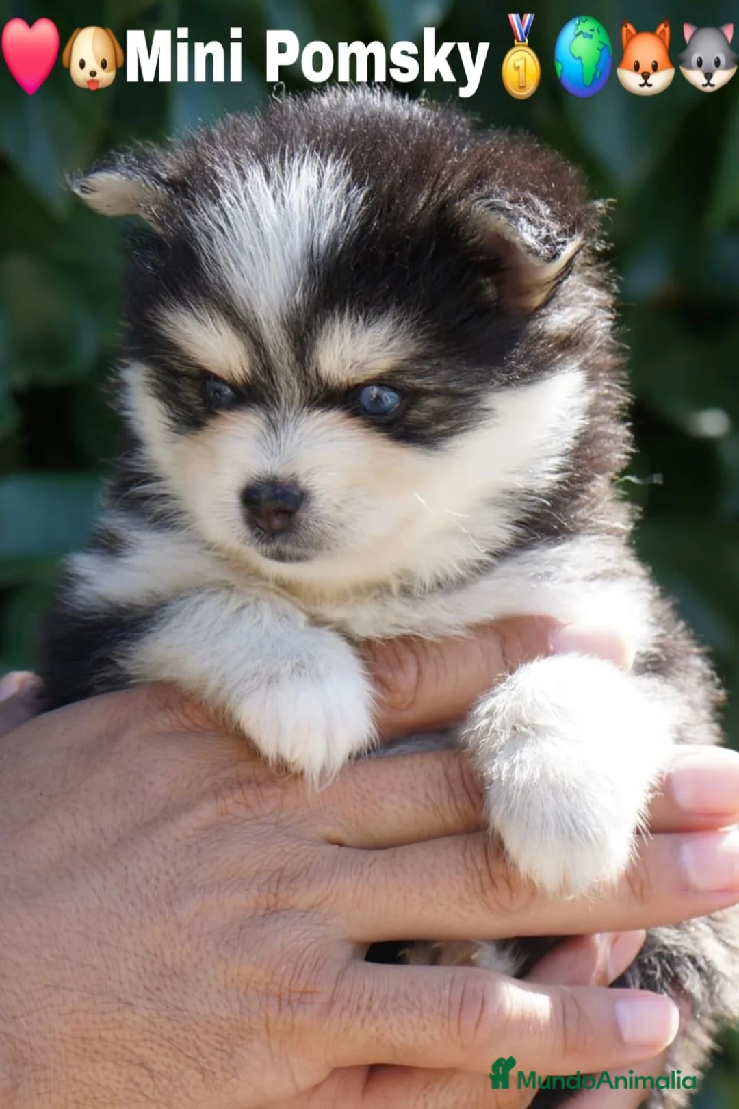 Imagen de galería {{count}}