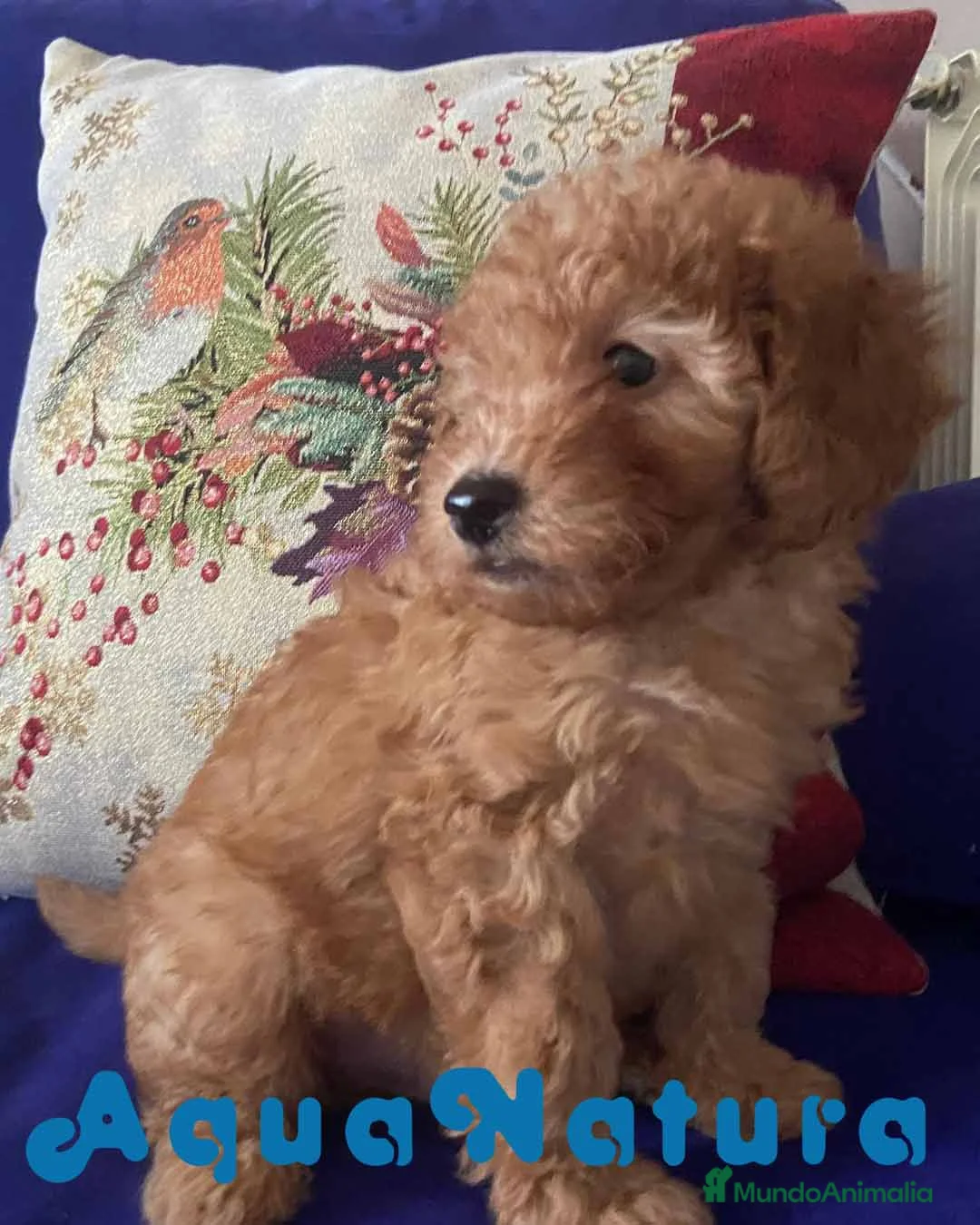 Caniche Toy perros en venta: Camada Caniches Barbie y Can - AQUANATURA en Barcelona - Anuncio 15