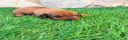Teckel Miniatura perros en venta: Teckel miniatura rojizo - Anuncio 17