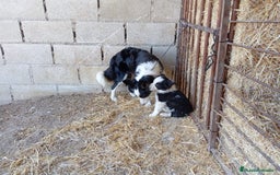 Border Collie perros en venta: Border Collie camada - Imagen 6